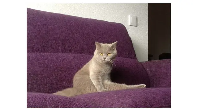 7 Potret Pose Kucing saat Duduk Ini Bikin Geleng Kepala