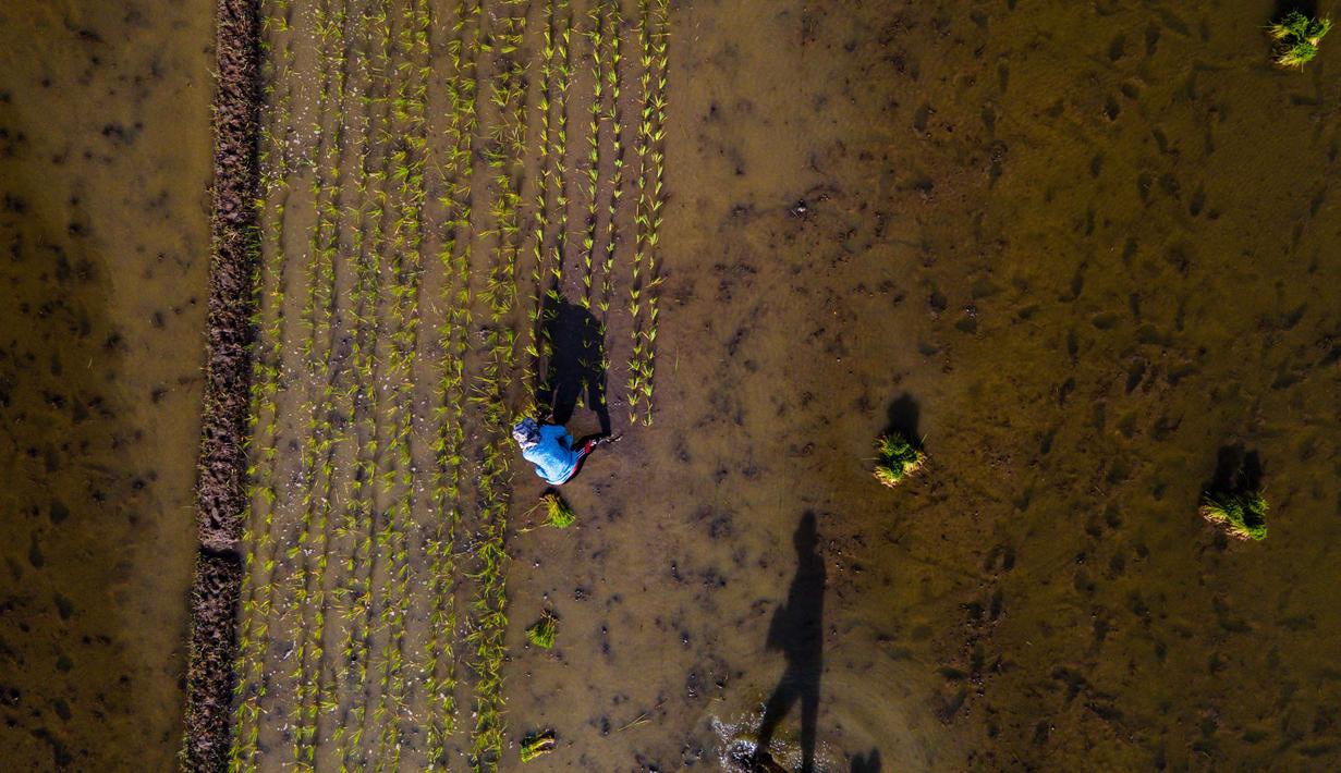 Hal tersebut dinyatakan Plt. Kepala BPS Aceh, Tasdik Ilhamudin, pada Senin (3/11/2025) saat penyampaian rilis bulanan di kantor BPS Aceh. Tampak dalam foto, petani menanam benih padi di sawah di Lhoknga, Provinsi Aceh pada Kamis 20 November 2025. (CHAIDEER MAHYUDDIN/AFP)