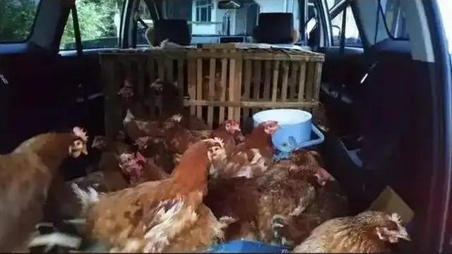 Kumpulan Potret Mobil yang Disulap Jadi Angkutan Hewan Ternak (ist)