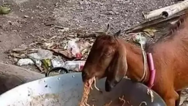 8 Momen Tingkah Absurd Kambing yang Bikin Orang Tepuk Jidat