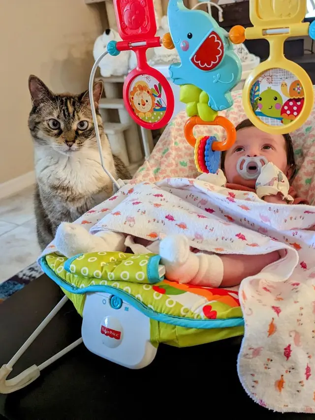 10 Momen Kocak Kucing Jadi Pengasuh Bayi Ini Bikin Tepuk Jidat