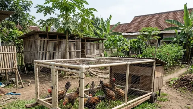 Kandang Umbaran Portable Sistem Geser