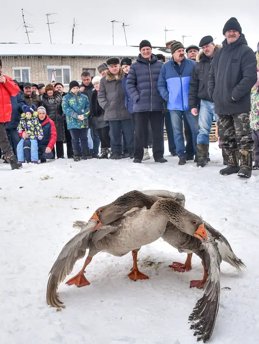 Orang-orang melihat pertarungan angsa tradisional di desa Kalikino sekitar 450 km di luar Moskow, Rusia (17/3). (AFP Photo/Vasily Maximov)