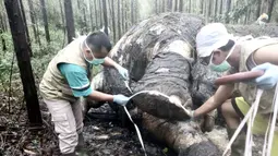 Dokter hewan melakukan pembedahan atau nekropsi pada gajah Sumatera yang ditemukan mati mengenaskan di Bengkalis, Riau (20/11/2019). Hasil pemeriksaan, petugas menemukan bekas potongan pada tulang tempat gading menyatu. (Indonesian Natural Resourches Co/AFP)