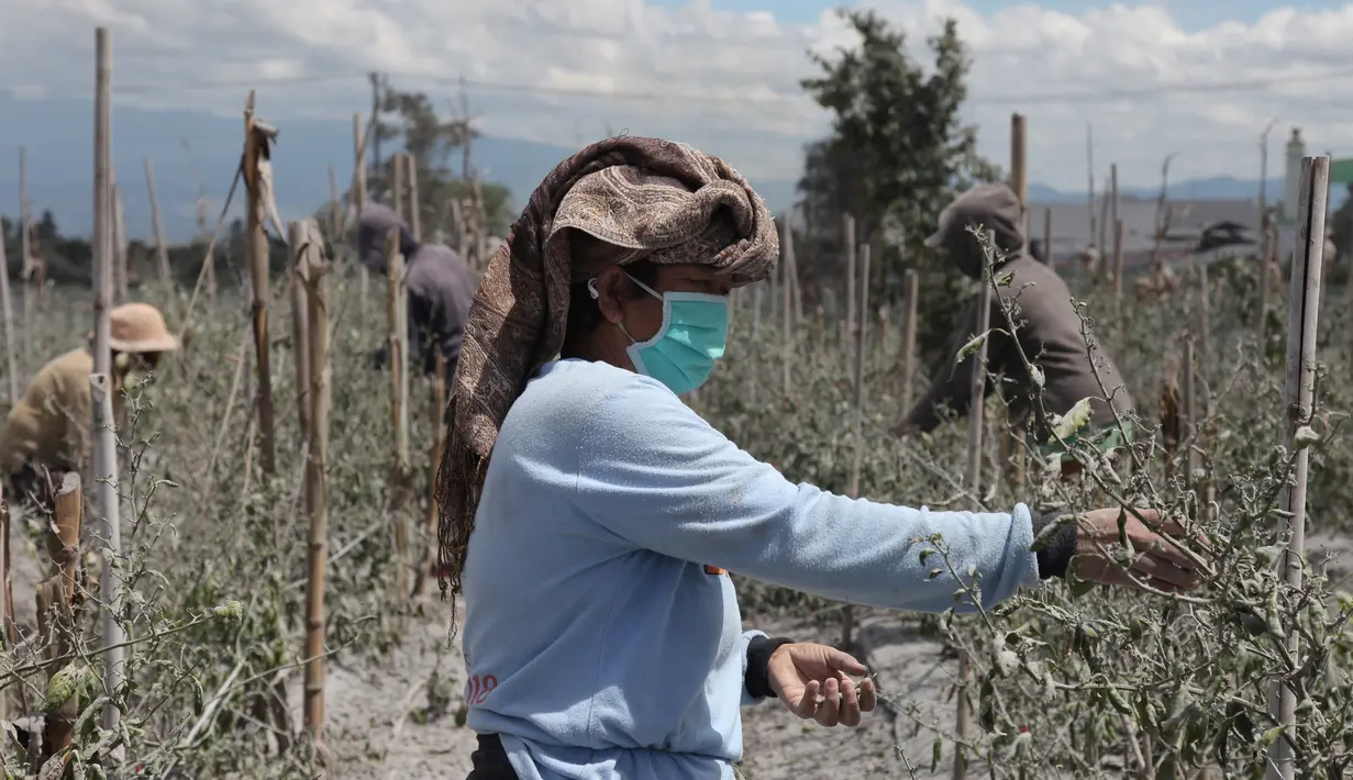 Seorang wanita memetik cabai yang diselimuti abu vulkanis pascaerupsi Gunung Sinabung di Karo, Sumatra Utara, Senin (10/8/2020). Gunung Sinabung meletus dengan tinggi kolom abu mencapai 5.000 meter di atas puncak gunung atau sekitar 7.460 mdpl. (Xinhua/Alberth Damanik)
