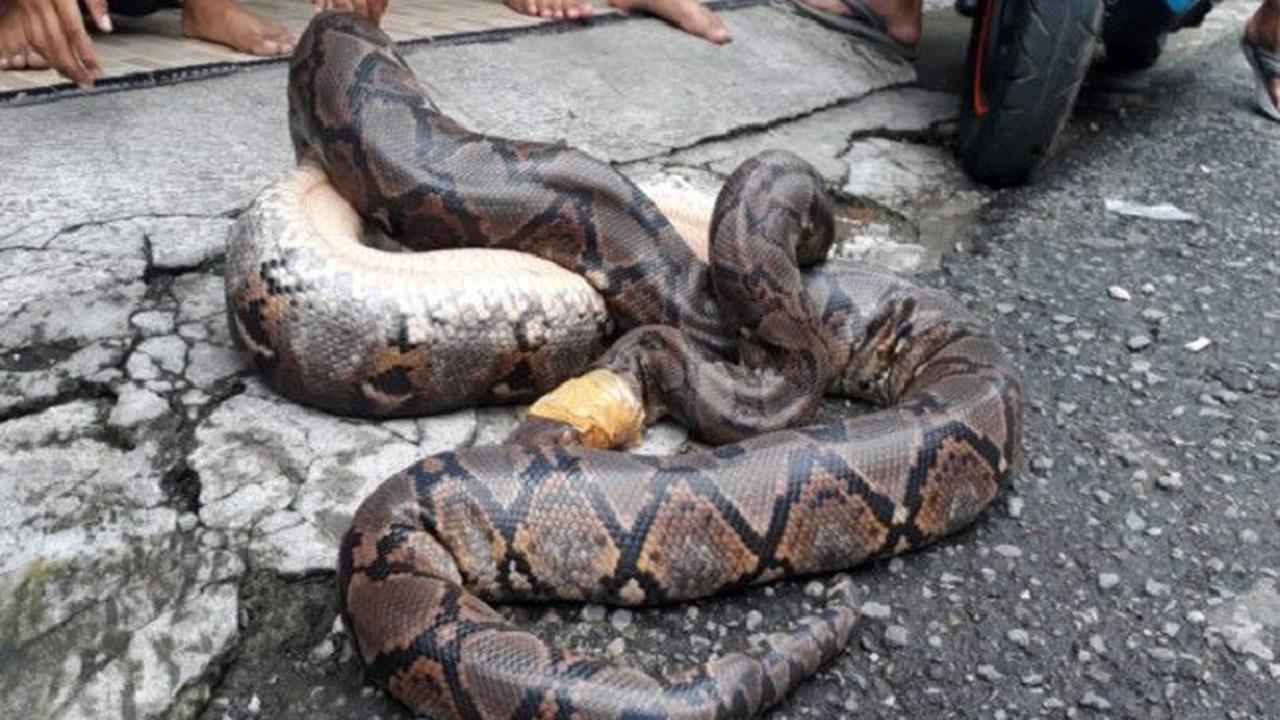 Ular Piton Bermunculan Usai Banjir Solo