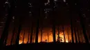 Warga bergotong royong memadamkan vegetasi yang terbakar selama kebakaran hutan di kota Florida dekat kota Concepcion, Chile, pada Senin 19 Januari 2026. Pemerintah Chile menetapkan status darurat nasional setelah kebakaran hutan hebat melanda wilayah selatan negara itu. (Raul BRAVO/AFP)
