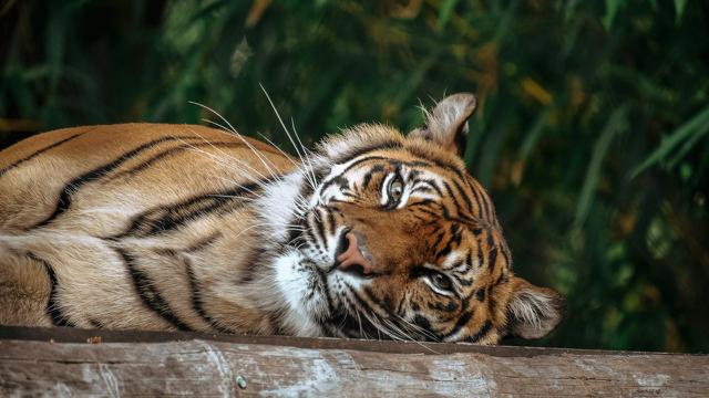 Ilustrasi Harimau Sumatra