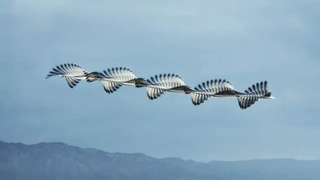 7 Foto Burung yang Menakjubkan, Jejaknya Sampai Terlihat