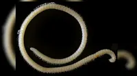 Kaki seribu jenis baru ini memiliki 4 penis dan 414 kaki, serta mengeluarkan zat beracun dari tubuhnya (Livescience)