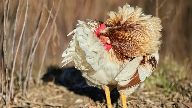 Ayam Frizzle