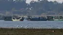 Sejumlah ibis sendok berwajah hitam terlihat di sebuah taman lahan basah di Guangcun, Kota Danzhou, Provinsi Hainan, China selatan (28/12/2020). Saat ini, spesies tersebut juga terlihat di Thailand, Filipina dan belahan China lainnya. (Xinhua/Yang Guanyu)
