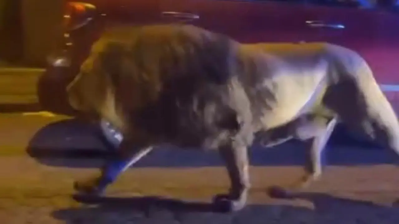 Singa Sirkus Kabur dari Kandang, Jalan-Jalan Susuri Kota di Malam Minggu