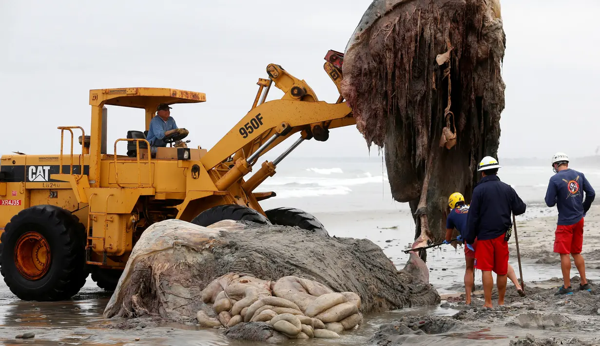 Petugas saat memotong bagian tubuh paus bungkuk yang mati terdampar di pesisir Leucadia, California, Amerika Serikat, Senin (18/7). Paus berbobot 22 ton ini harus dievakuasi dengan cara dipotong menjadi empat bagian. (REUTERS/Mike Blake)