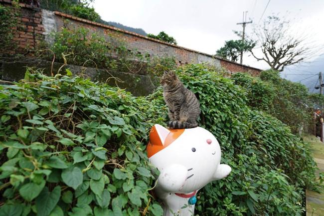Cat village di Taiwan ini menjadi tujuan wisata unik di dunia/copyright metro.co.uk