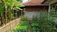 10 Tanaman Paling Produktif untuk Kebun Mini Rumahan, Cocok untuk Pemula