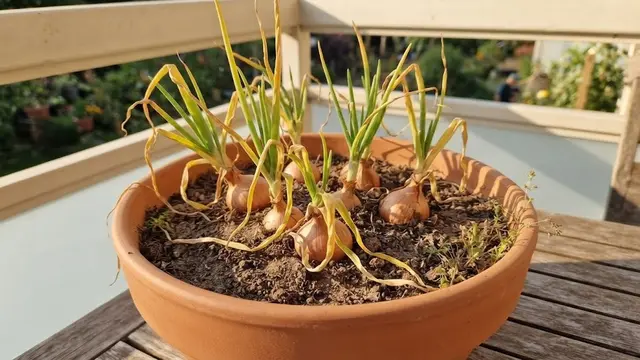 Cara Menanam Bawang Merah Tanpa Lahan Kebun