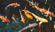7 Jenis Ikan Air Tawar yang Cocok untuk Kolam Dangkal Minimalis, Tak Butuh Lahan Luas