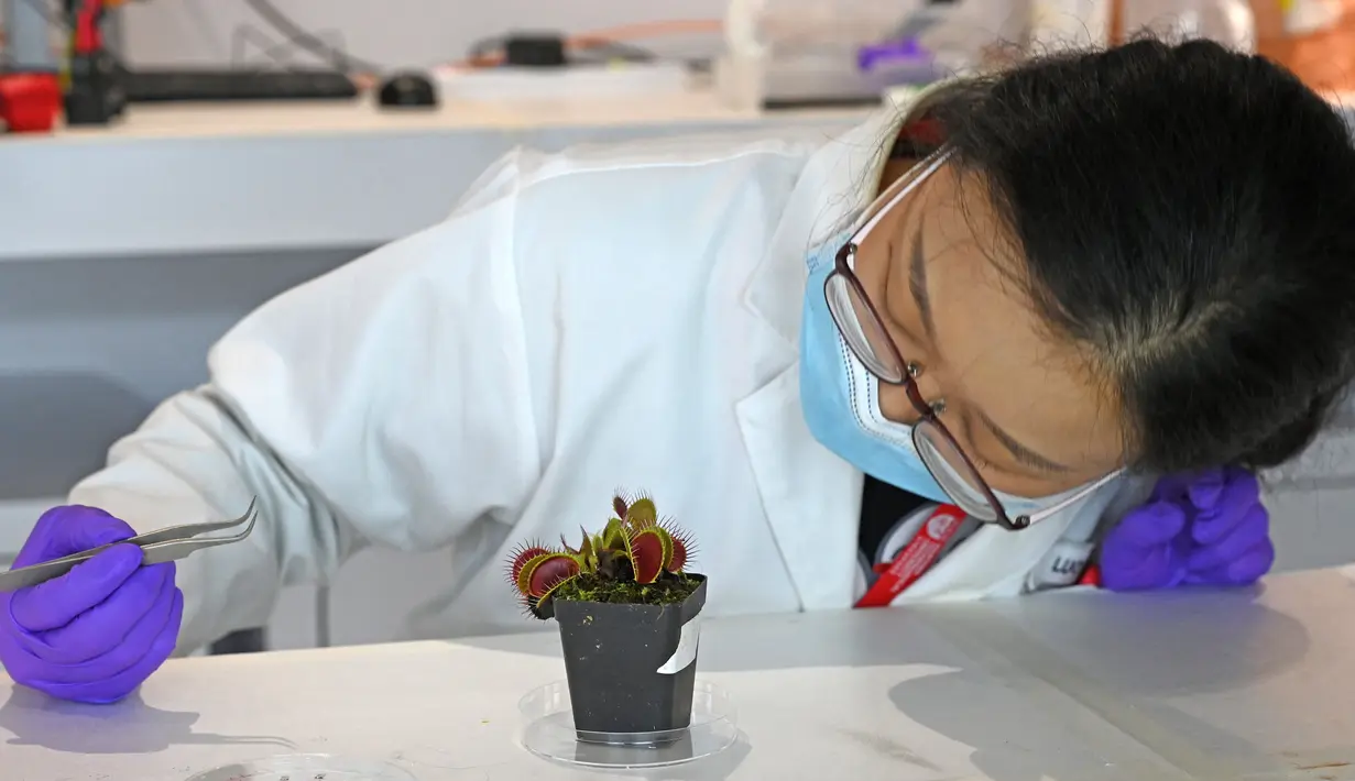 Luo Yifei, mahasiswa PhD Sekolah Ilmu dan Teknik Material Nanyang Technological University memasang elektroda pada permukaan tanaman penangkap lalat Venus di laboratorium, Singapura, 24 Maret 2021. Ilmuwan mengembangkan sistem teknologi tinggi untuk berkomunikasi dengan tumbuhan. (Roslan RAHMAN/AFP)