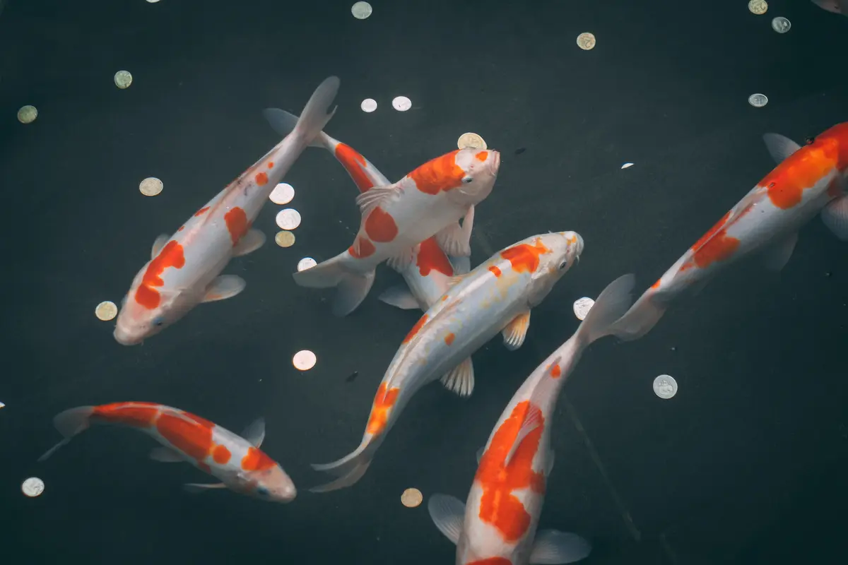 ilustrasi ikan