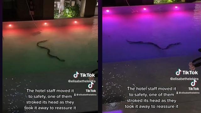 Viral Penampakan Ular di Kolam Renang Hotel Ini Bikin Merinding
