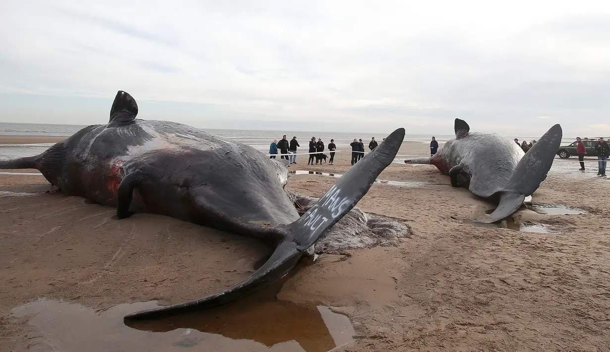 Dua ekor paus sperma tergeletak di atas pasir setelah terdampar di pantai Skegness, Inggris, Senin (25/1). Menurut media setempat, tiga paus sperma ditemukan mati terdampar pada akhir pekan lalu. (REUTERS / Andrew Yates)