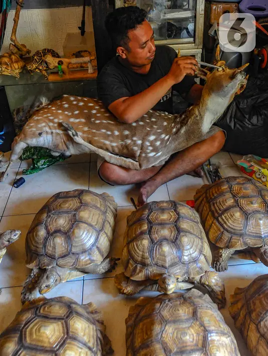 <p>Para pemilik mengawetkan binatang peliharaan untuk mengenang kebersamaan dan ikatan batin kepada binatang peliharaannya. (merdeka.com/Arie Basuki)</p>