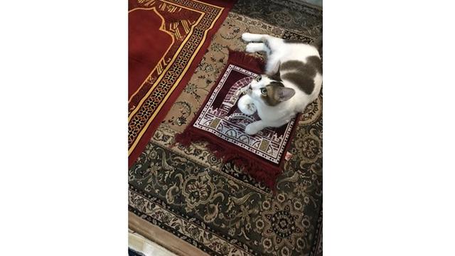 6 Potret Lucu Kucing Temani Salat Tarawih, Bikin Gemas