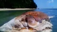 Gurita Raksasa Terdampar di Pantai Pulau Hatta