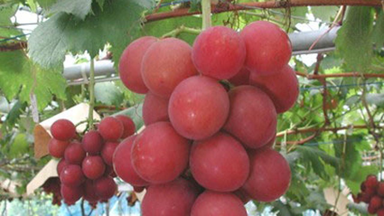 Buah Anggur Jepang Dijual Dengan Harga Rp 60 Juta!