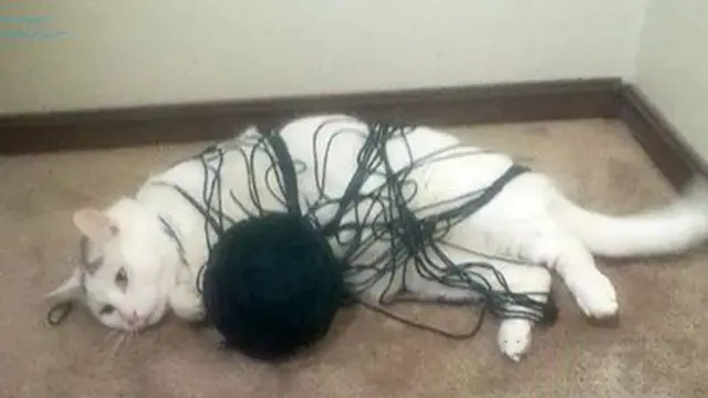 kucing heran