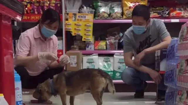 anjing menunggu majikan selama 3 bulan di RS