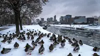 Bebek liar duduk di tepi sungai Neris yang tertutup salju di Vilnius, Lituania, Kamis, 8 Desember 2022. Salju terus turun di seluruh negeri, saat suhu turun hingga -3 derajat Celcius, 26,6 Fahrenheit. (AP Photo/Mindaugas Kulbis)