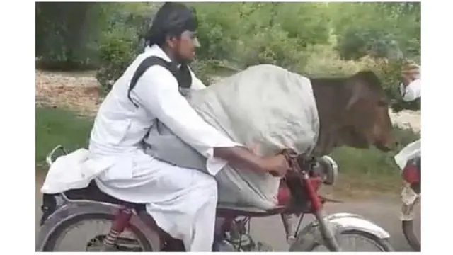 6 Potret Orang Bawa Sapi Pakai Motor Ini Bikin Was-Was Lihatnya