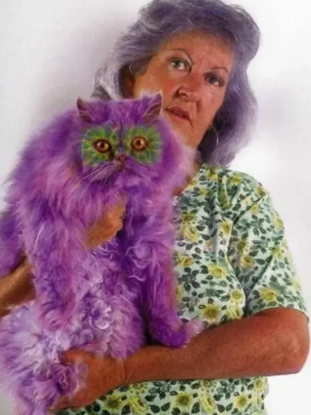 Why Paint Cats