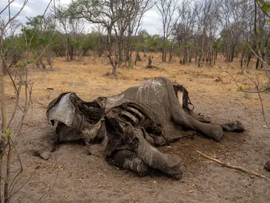 Bangkai gajah yang mati karena kekeringan tergeletak di Taman Nasional Hwange, Zimbabwe, Selasa (12/11/2019). Lebih dari 200 gajah di Taman Nasional Hwange mati akibat kekeringan. (ZINYANGE AUNTONY/AFP)