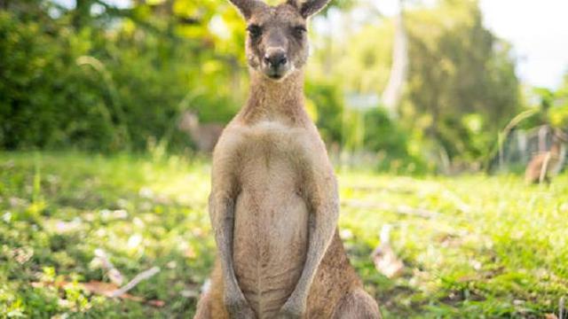 Bagaimana cara kanguru berjalan
