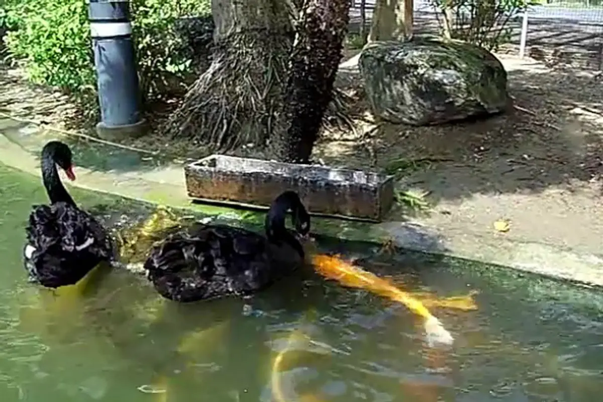 Angsa Hitam Menyuapi Ikan Koi 