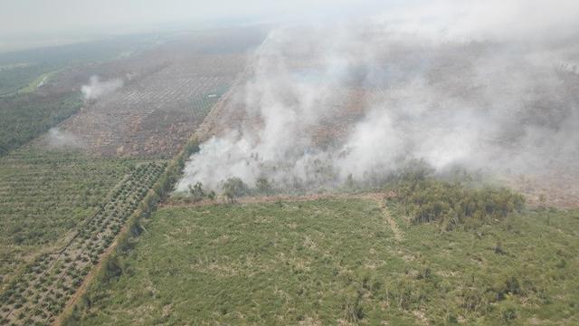 Kebakaran di gambut sebagai biang kabut asap yang diduga menjadi konsesi perusahaan di Kabupaten Pelalawan Riau