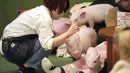 Babi-babi tersebut, yang merupakan jenis miniatur, berlarian keliling ruangan mencari tempat yang nyaman untuk dipeluk. (AP Photo/Eugene Hoshiko)