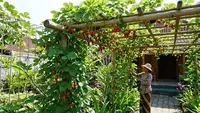 9 Tanaman Buah yang Bisa Dirambatkan di Pagar atau Pergola, Cantik dan Produktif