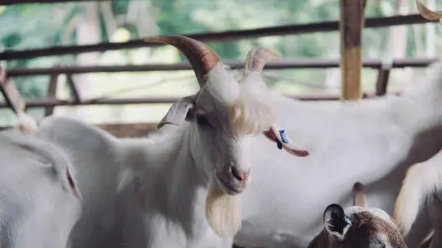 6 Gaya Rambut Kambing Ini Badai Banget, Bikin Ngakak