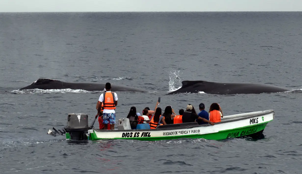 Wisatawan melihat paus bungkuk (Megaptera novaeangliae) yang muncul ke permukaan perairan Samudra Pasifik di Pulau Contadora, Panama, pada tanggal 24 September 2023. (Luis ACOSTA/AFP)