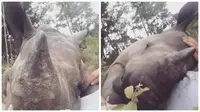 Menggemaskan, Anak Badak Manja Kepada 'Induk' Manusia