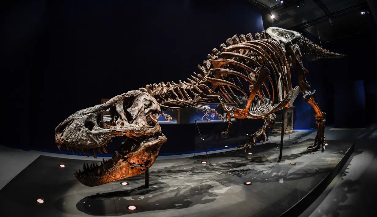Gambar pada 1 Juni 2018 menunjukkan kerangka dinosaurus Tyrannosaurus Rex berusia 67 juta tahun di Museum Nasional Sejarah Alam Prancis di Paris. Trix akan dipamerkan di museum hingga September mendatang. (AFP/STEPHANE DE SAKUTIN)