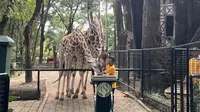 Penjabat (Pj) Gubernur Jakarta Teguh Setyabudi memberikan nama kepada anak jerapah di Taman Margasatwa Ragunan, Jakarta Selatan, Rabu (8/1/2025). (Liputan6.com/Winda Nelfira).