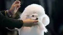 Seekor anjing pudel dipersiapkan menjelang acara Best of Breed pada pertunjukan anjing Westminster Kennel Club di New York, Senin (11/2). Kompetisi yang disebut sebagai pertunjukan anjing terbesar itu telah digelar sejak 1877. (AP Photo/Wong Maye-E)