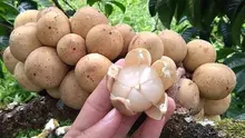 Buah duku. (dok. Instagram @bibit_buah_subur_makmur/https://www.instagram.com/p/BmhhcWEgZ1-/Asnida Riani)