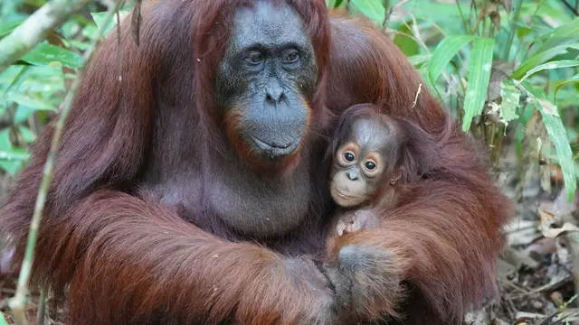 Ilustrasi Orangutan