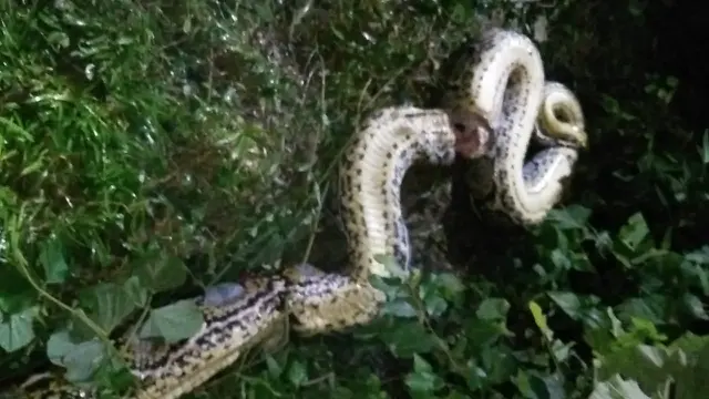 Seekor ular piton sepanjang 7 meter menerkam petani di konawe selatan hingga tewas, Kamis (4/5/2023).(Liputan6.com/Ahmad Akbar Fua)